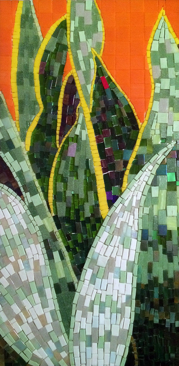 Snake Plant mosaic.