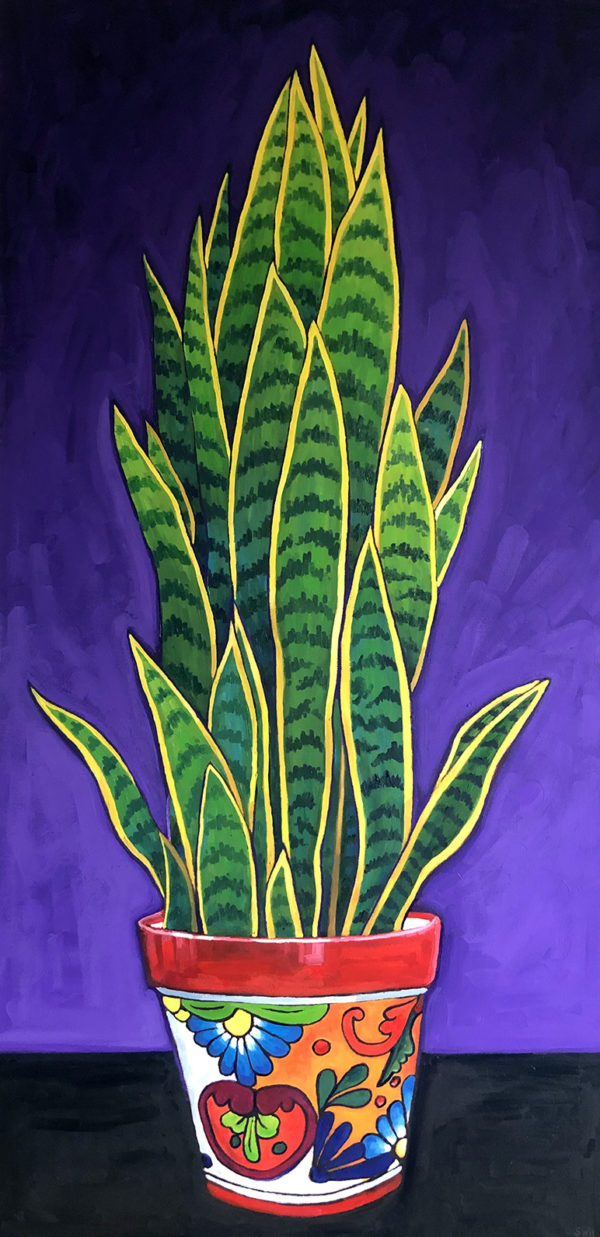 Snake Plant